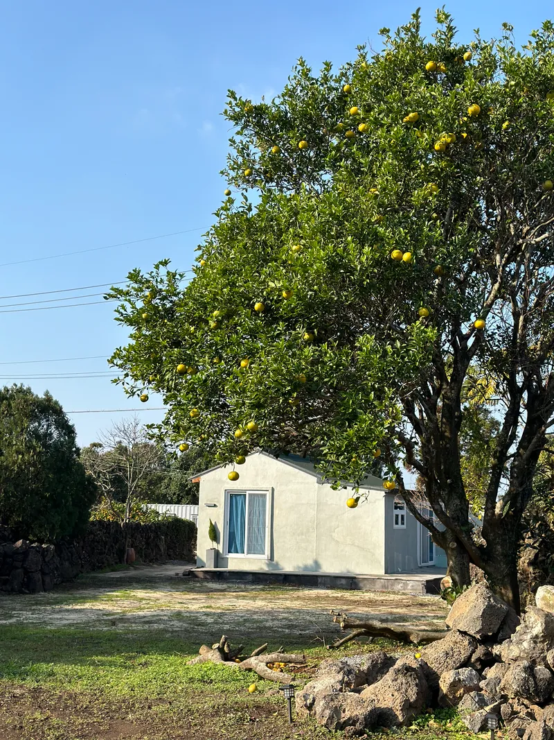 [Daejeong, Seogwipo] #Yard #PetFriendly Quiet detached house surrounded by stone walls 3