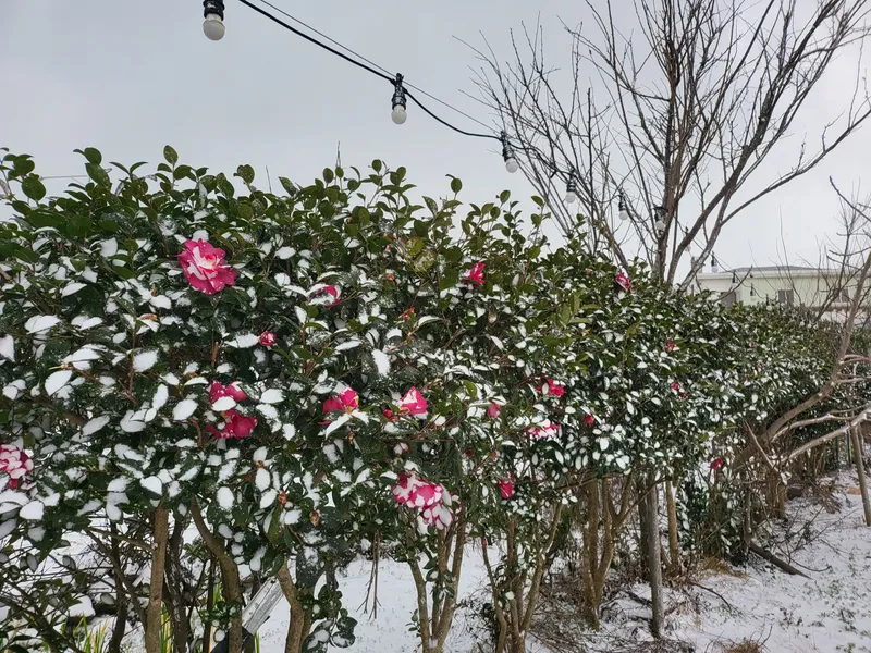 [Gujwa, Jeju] One-room stay (16 pyeong) in a quiet village with a view of the sea in Pyeongdae #102 24