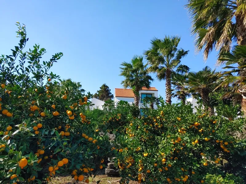 [Seongsan, Seogwipo] A two-story detached house with palm trees and a large lawn garden 28