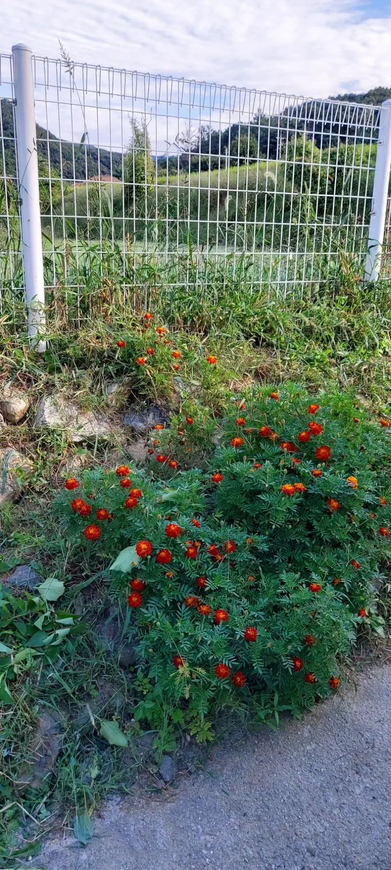 [Yangpyeong] Yangpyeong Sunny’s House Lawn Yard Camping Feeling Independent House 24