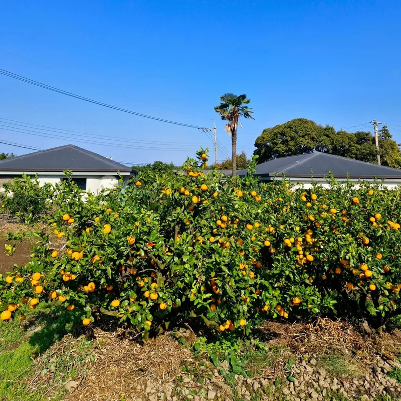 [Aewol, Jeju] Remodeled two-room traditional stone house B with a 100-year-old zelkova tree 22