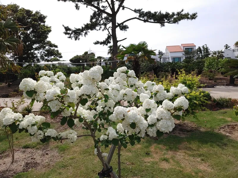 [Seongsan, Seogwipo] A two-story detached house with palm trees and a large lawn garden 29