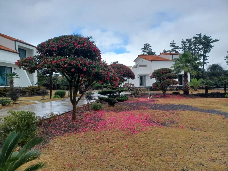 [Seongsan, Seogwipo] A two-story detached house with palm trees and a large lawn garden 21