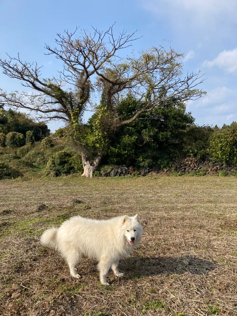 [제주 한경] 강아지와고양이가 있는 북스테이.워케이션. 22