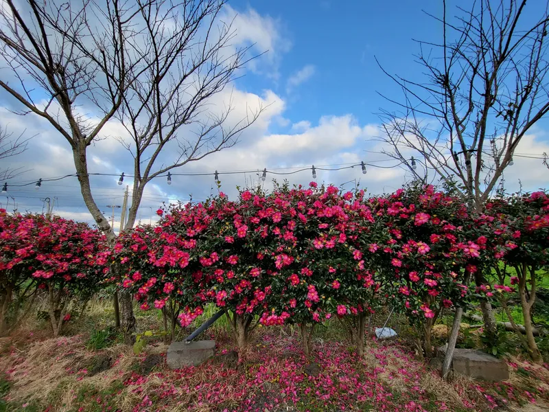 [Gujwa, Jeju] One-room stay (16 pyeong) in a quiet village with a view of the sea in Pyeongdae #102 28