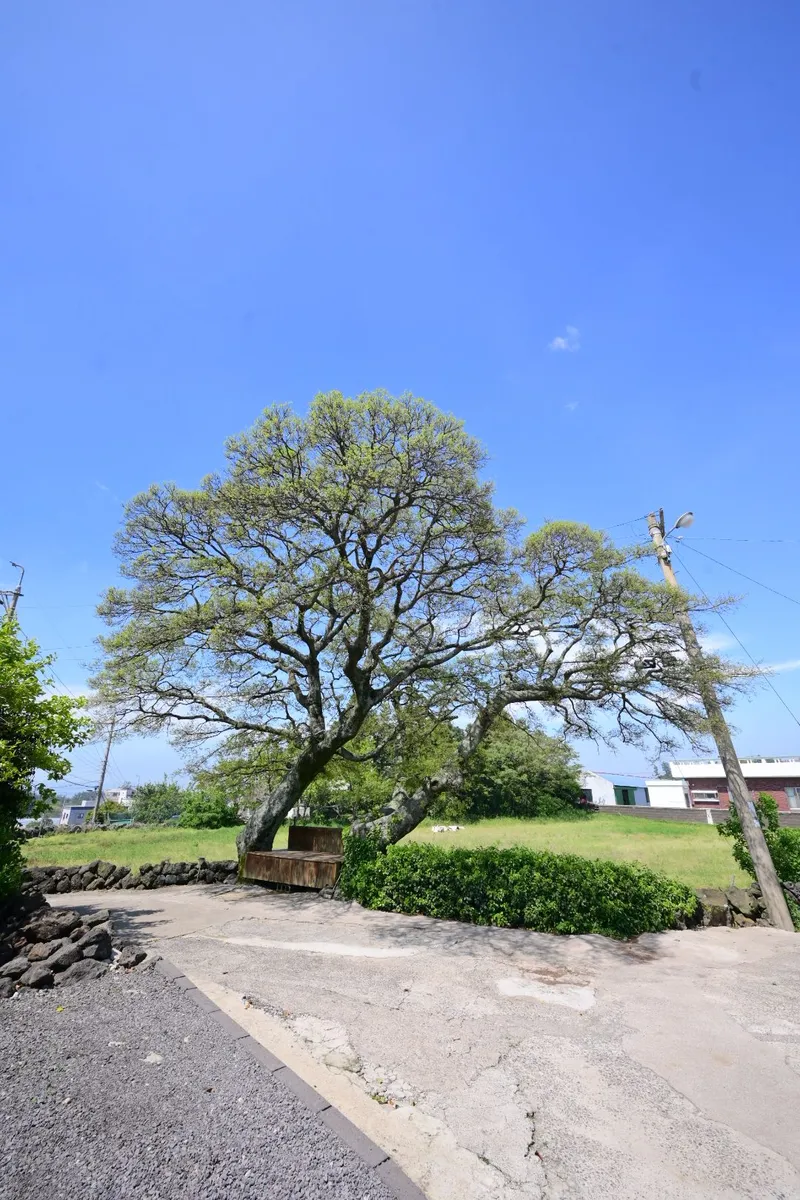 [Aewol, Jeju] Remodeled two-room traditional stone house B with a 100-year-old zelkova tree 27