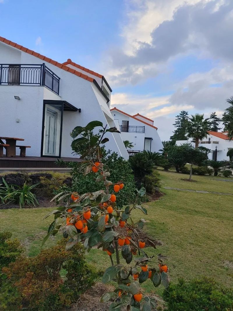 [Seongsan, Seogwipo] A two-story detached house with palm trees and a large lawn garden 32