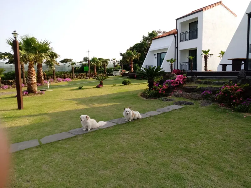 [Seongsan, Seogwipo] A two-story detached house with palm trees and a large lawn garden 34