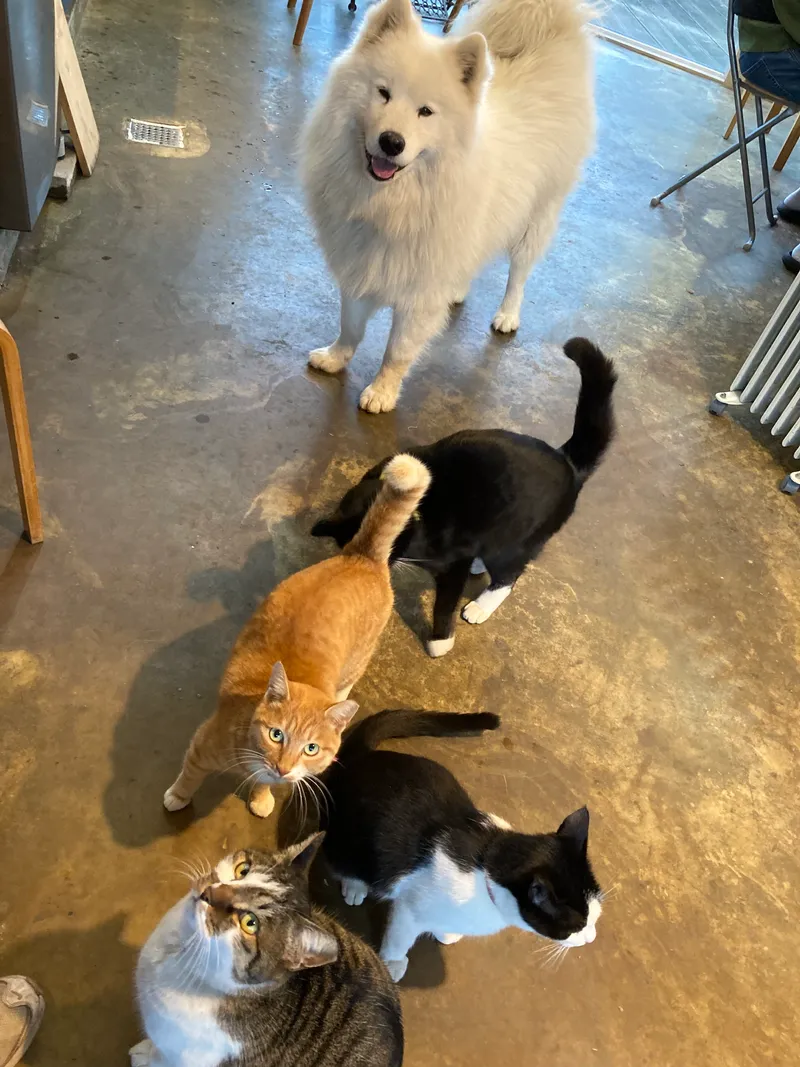 [제주 한경] 강아지와 고양이,책이 있는 힐링 숙소입니다. 14