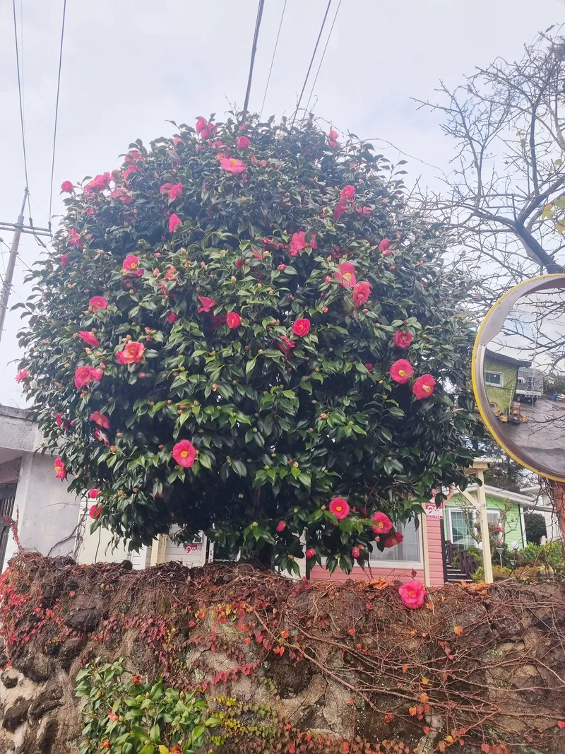 [Andeok, Seogwipo] 2-room detached house with a lawn yard, 25 pyeong - Building E 12