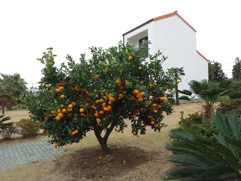 [Seongsan, Seogwipo] A two-story detached house with palm trees and a large lawn garden 27