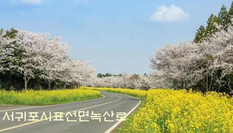 [Pyoseon, Seogwipo] 102nd house in a country house full of humanity in a palm tree forest by the sea 21