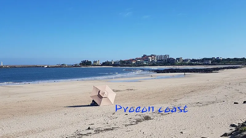 [Pyoseon, Seogwipo] 201, a country house full of humanity in a palm tree forest by the sea 27