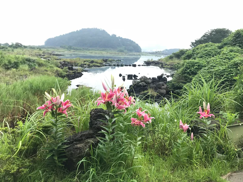 [서귀포 성산] 제주도 동부제일풍광속 힐링공간 버스정류장정도보1분#205호 19