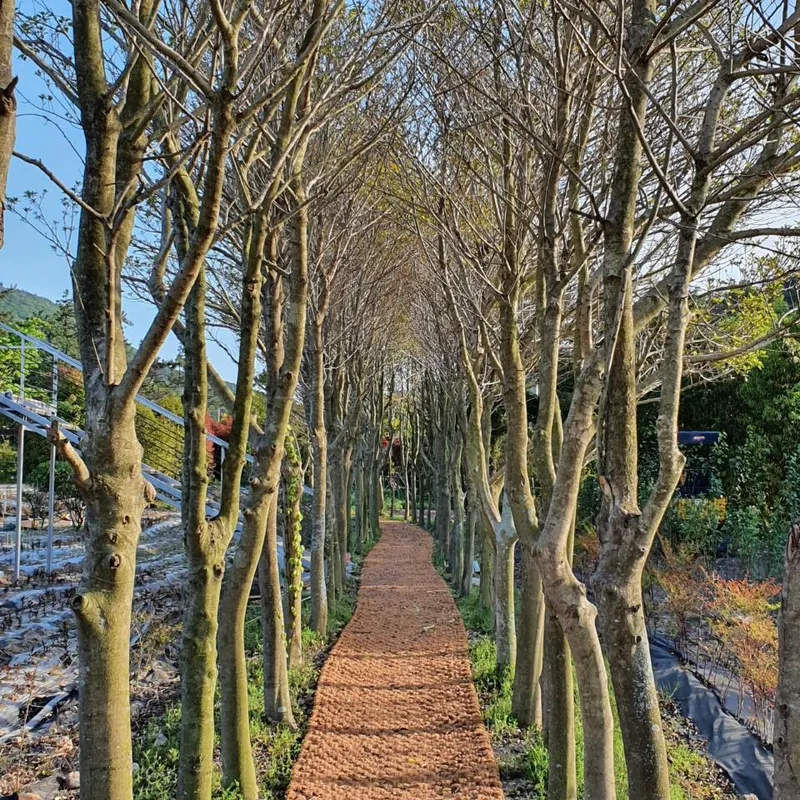 [Gangjin] Namdo Travel Recommendation Arboretum Garden No. 1 #Pets Allowed 12