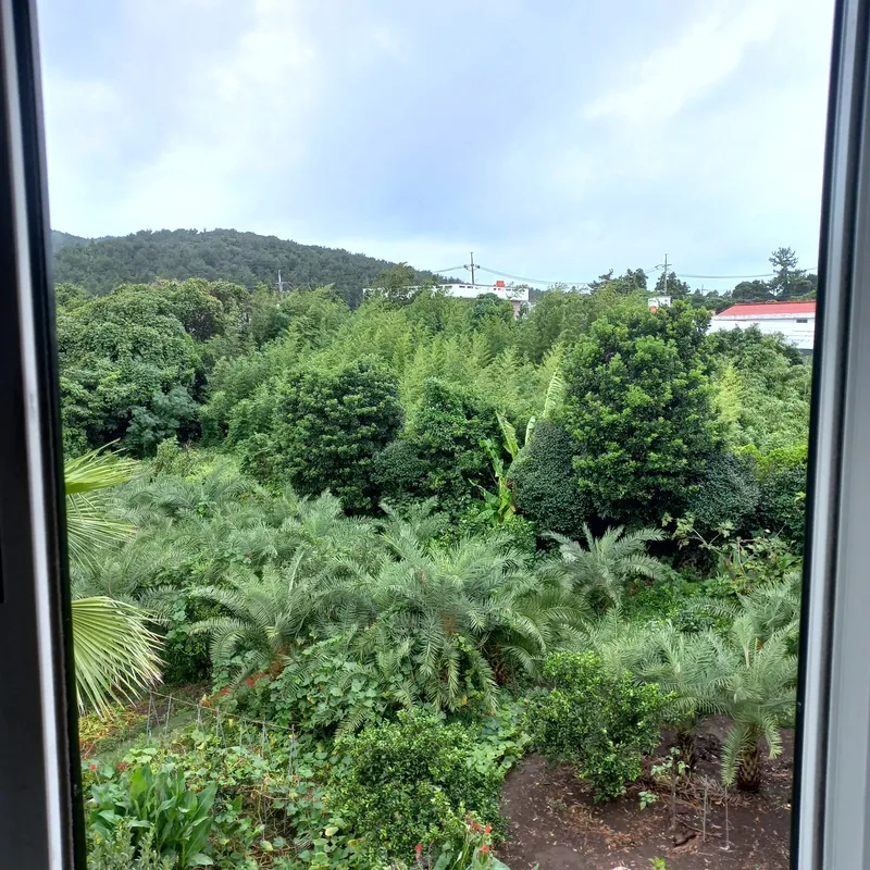 [Pyoseon, Seogwipo] A country house full of humanity in a palm tree forest by the sea, No. 202 6