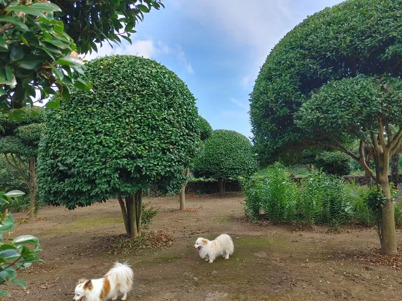 [Seongsan, Seogwipo] A two-story detached house with palm trees and a large lawn garden 30