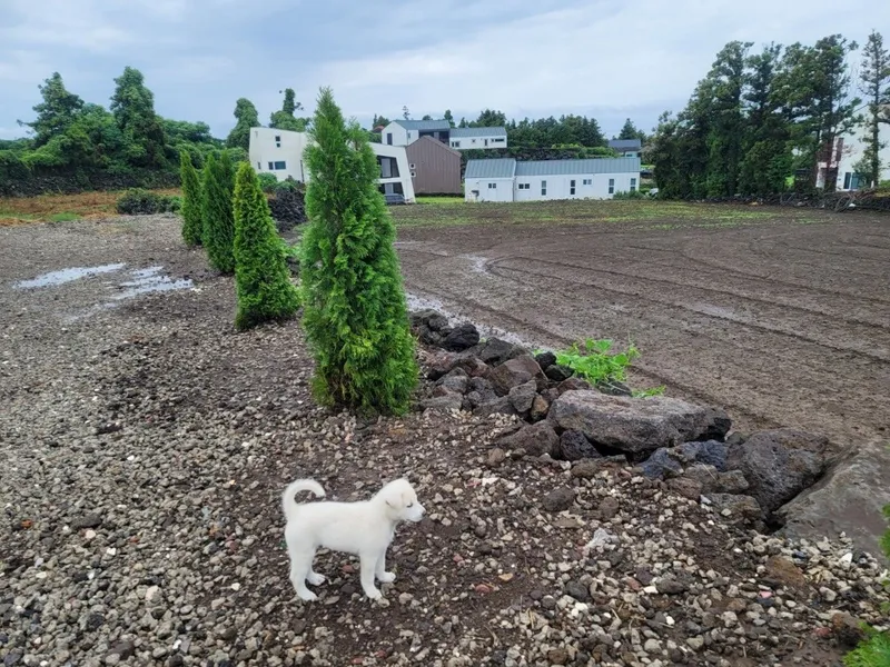 [제주 한림] 바다가 보이는 프라이빗한 독채 102호 13