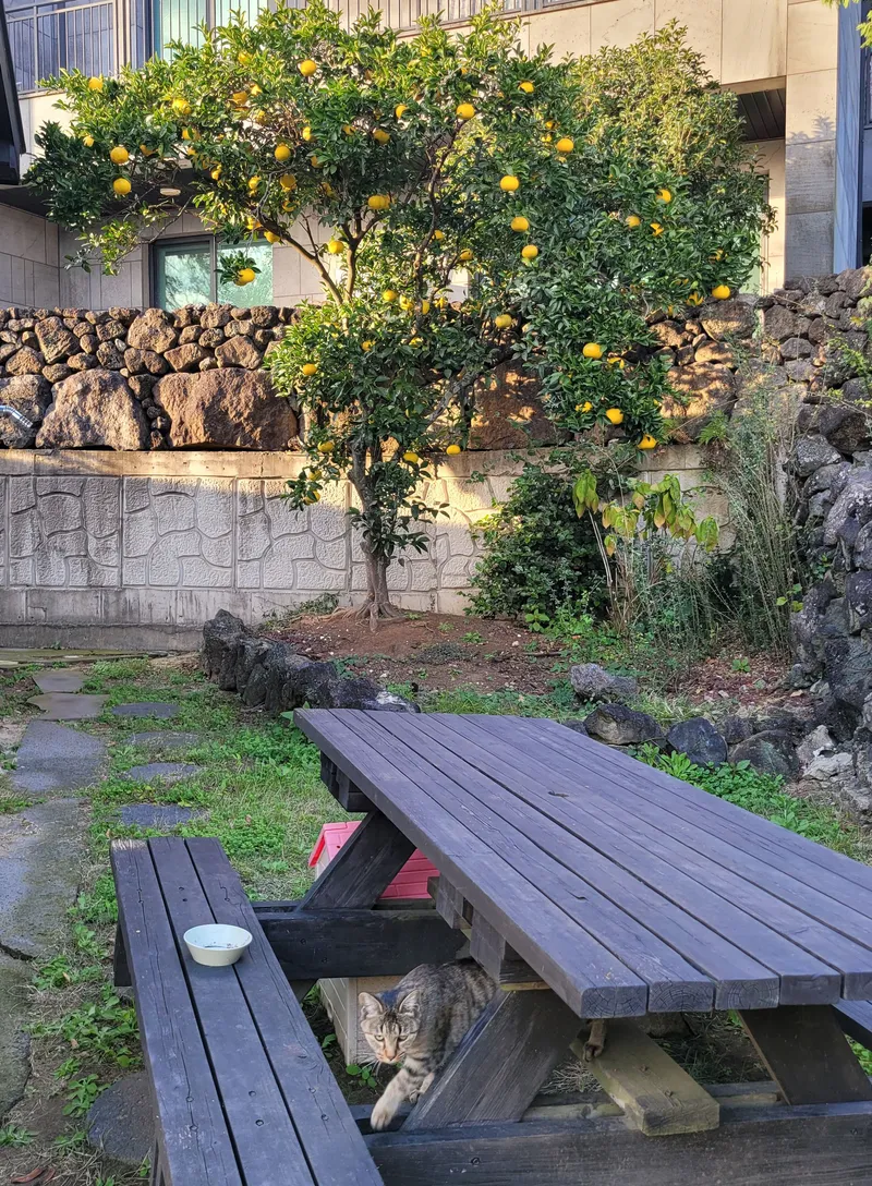[Aewol, Jeju] Lawn yard stone wall detached house annex #Pets allowed #Early check-in 31