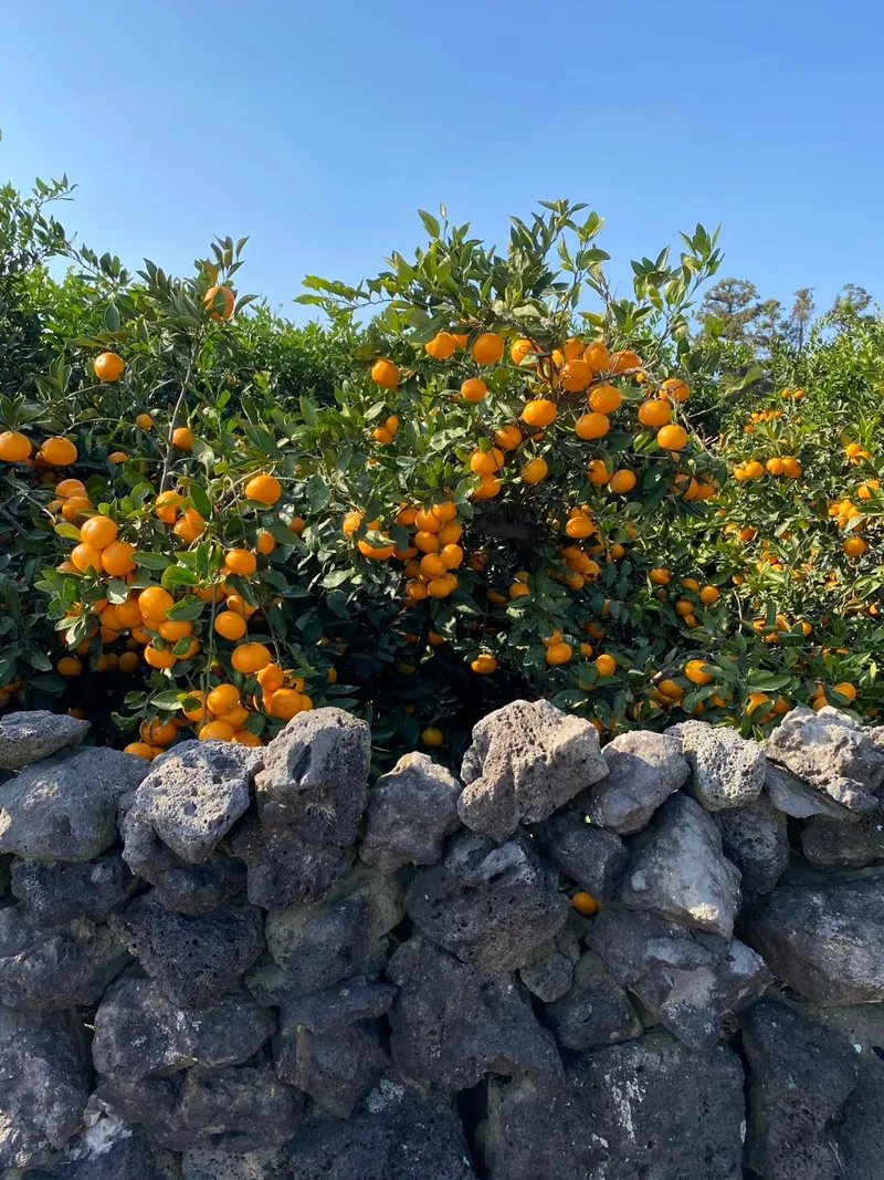 [Jocheon, Jeju] Hamdeok Tangerine Field View + Private Two-Room Independent Stay 30