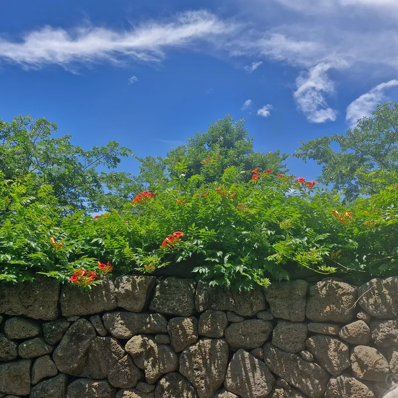 [Jocheon, Jeju] Cypress-tree lodging near the Hamdeok sea 35