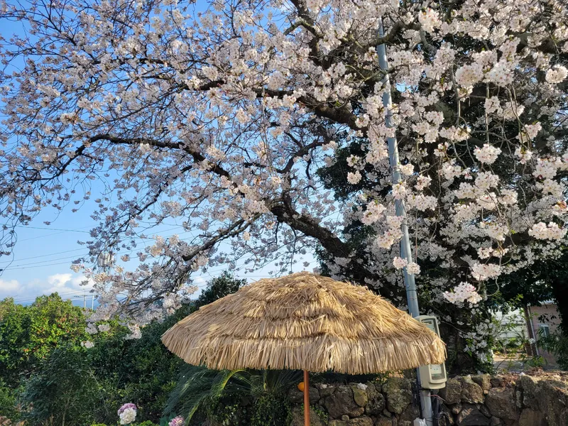 [Aewol, Jeju] Lawn yard stone wall detached house annex #Pets allowed #Early check-in 2