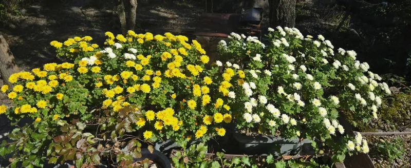 [Gurye] A tranquil house with a beautiful garden perfect for a trip to Gurye 37