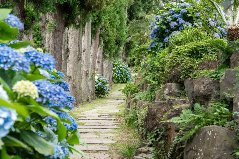 [Namwon, Seogwipo] Cafe-like feel - A quiet, independent pension in a rural village surrounded by tangerine trees 31