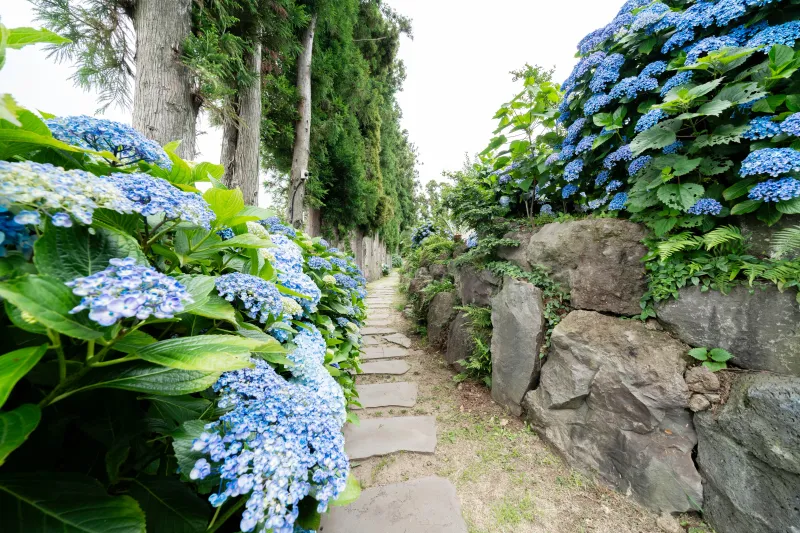 [Namwon, Seogwipo] A quiet rural village surrounded by tangerine orchards, a Nordic-style detached house_White Room 38