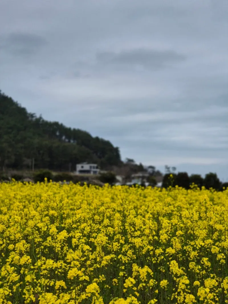 [Aewol, Jeju] Gueom-ri Beach Road, Jeju Stone Wall Emotional House, Pretty Garden Yard, Olle Trail 24