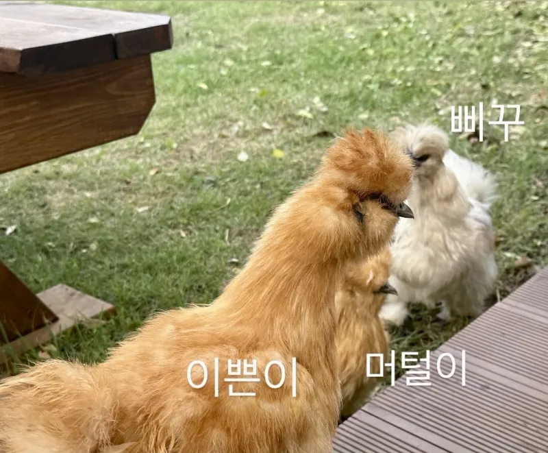 [제주 애월] 조용한마을안 애월해안도로 마당있는 독채민박 47