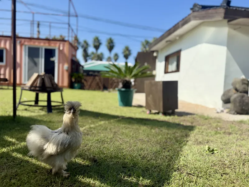 [제주 애월] 조용한마을안 애월해안도로 마당있는 독채민박 49