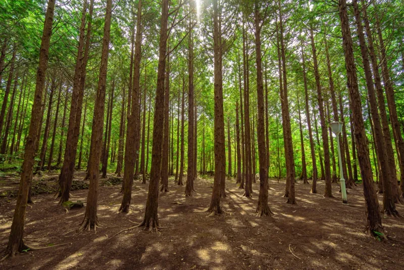 [Hoesu-dong, Seogwipo] Seogwipo: Korea's First Premium Health Resort + Superior Twin Rooms with Forest Views 41