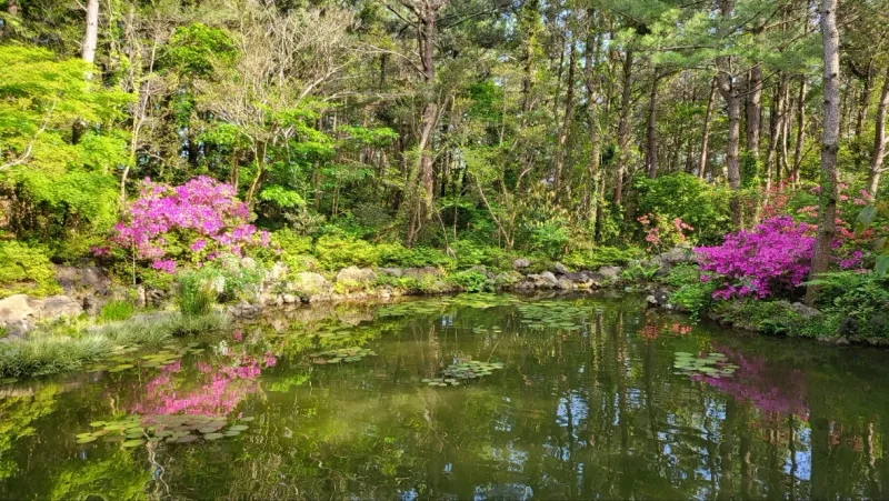 [Hoesu-dong, Seogwipo] Seogwipo: Korea's First Premium Health Resort + Superior Twin Rooms with Forest Views 29