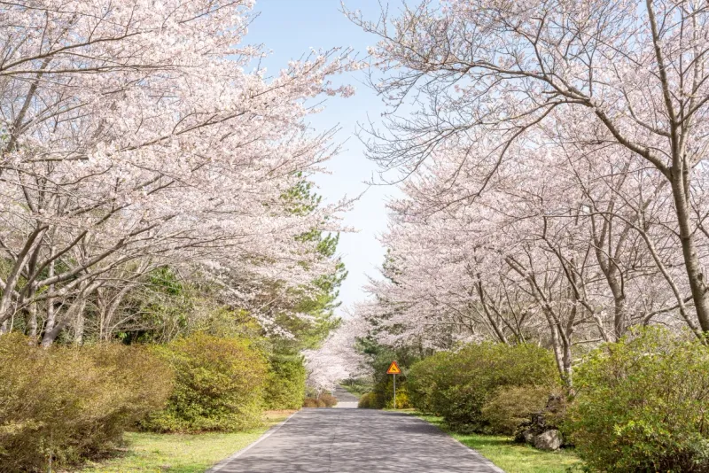 [Hoesu-dong, Seogwipo] Seogwipo: Korea's First Premium Health Resort + Superior Twin Rooms with Forest Views 21