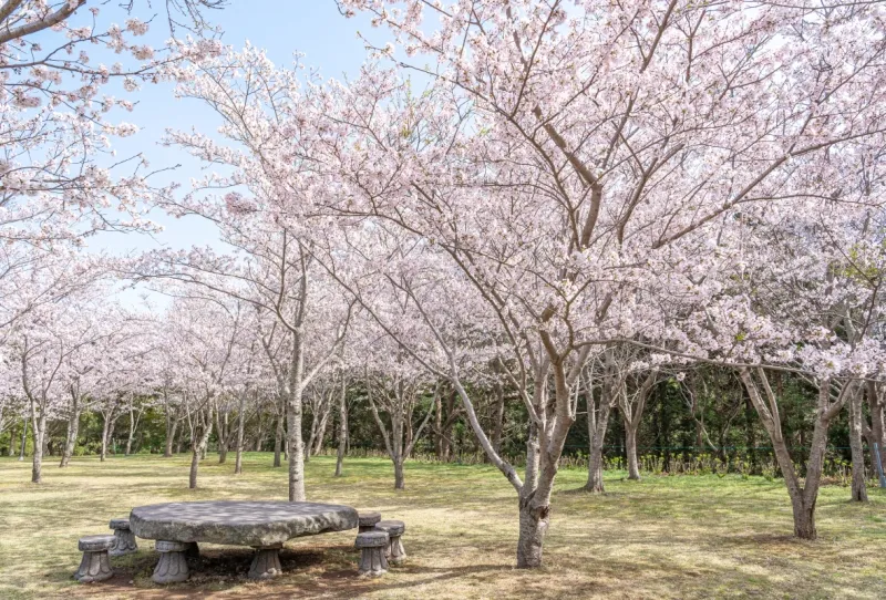 [Hoesu-dong, Seogwipo] Seogwipo: Korea's First Premium Health Resort + Superior Twin Rooms with Forest Views 26