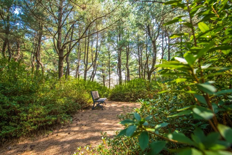 [Hoesu-dong, Seogwipo] Seogwipo: Korea's First Premium Health Resort + Superior Twin Rooms with Forest Views 34