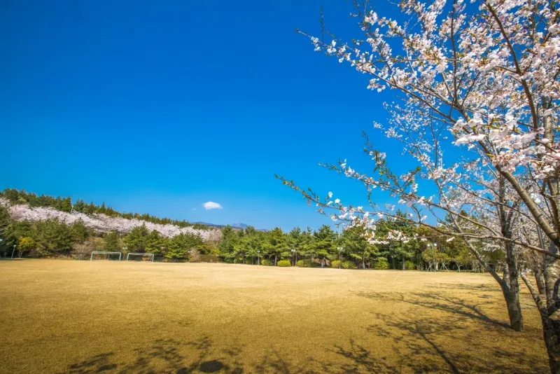 [Hoesu-dong, Seogwipo] Seogwipo: Korea's First Premium Health Resort + Superior Twin Rooms with Forest Views 25