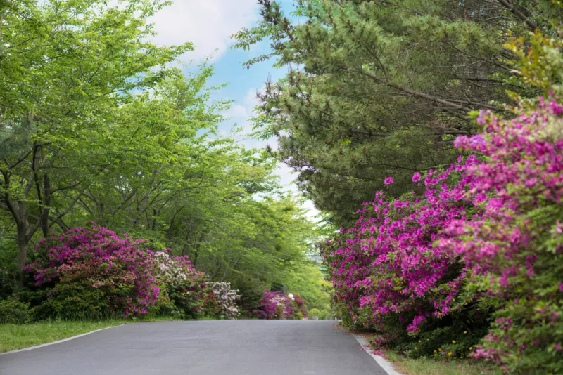 [Hoesu-dong, Seogwipo] Seogwipo: Korea's First Premium Health Resort + Superior Twin Rooms with Forest Views 28