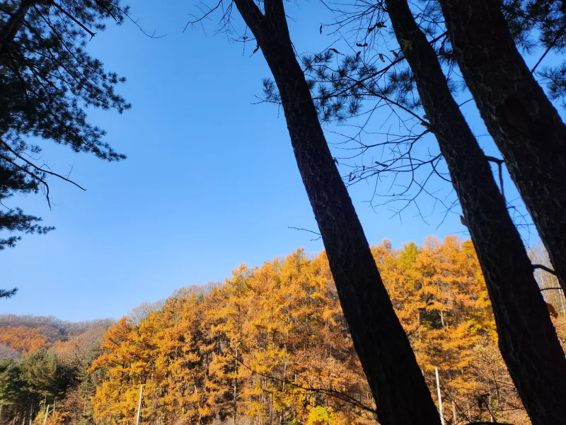 [경기 남양주] 숲세권  잠실 출퇴근 워케이션 가능 마당있는 단독주택 27