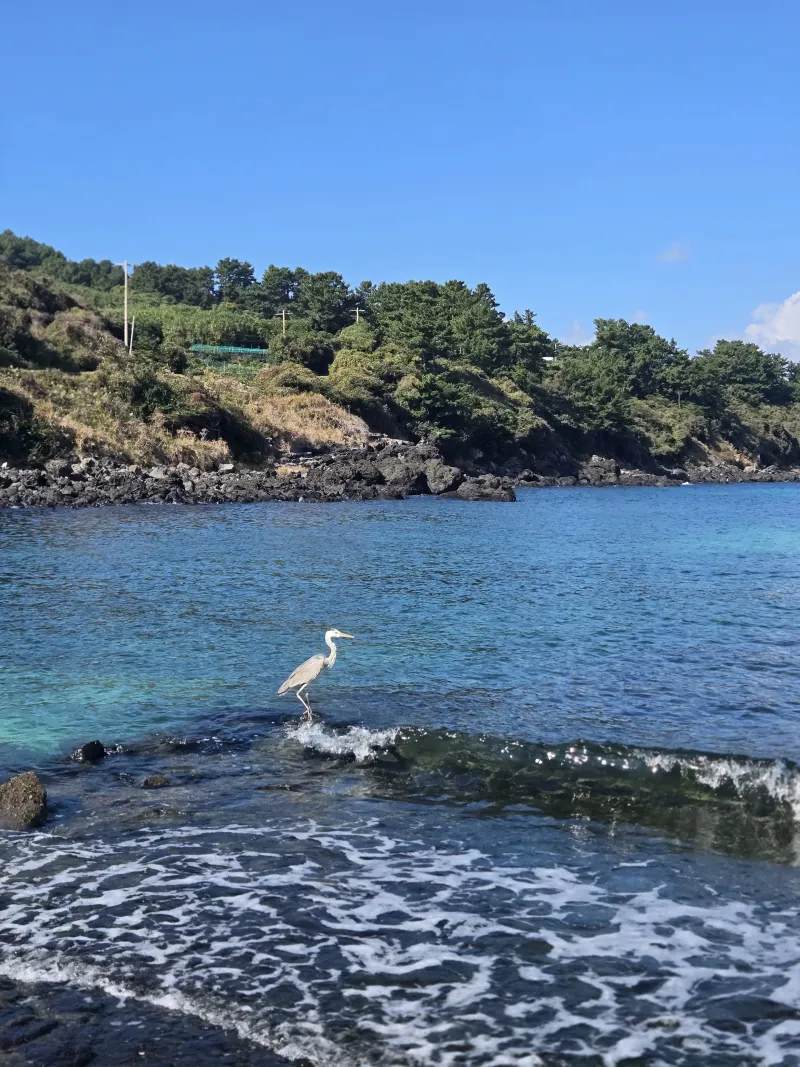 [Jocheon, Jeju] East Bukchon Village Beach 10-second cut #DogsAllowed 40