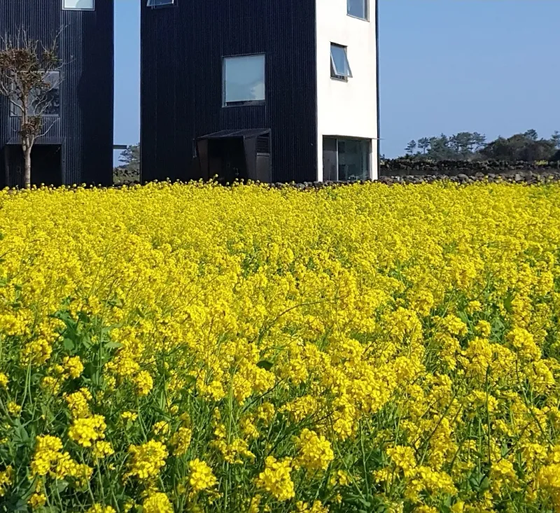 [Gujwa, Jeju] Townhouses with emerald sea views along the coastal road 15