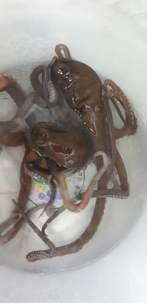 [제주 한림] 비양도 / 석양 뷰 베란다에서 낚시 문어잡는 바다위 하우스 30