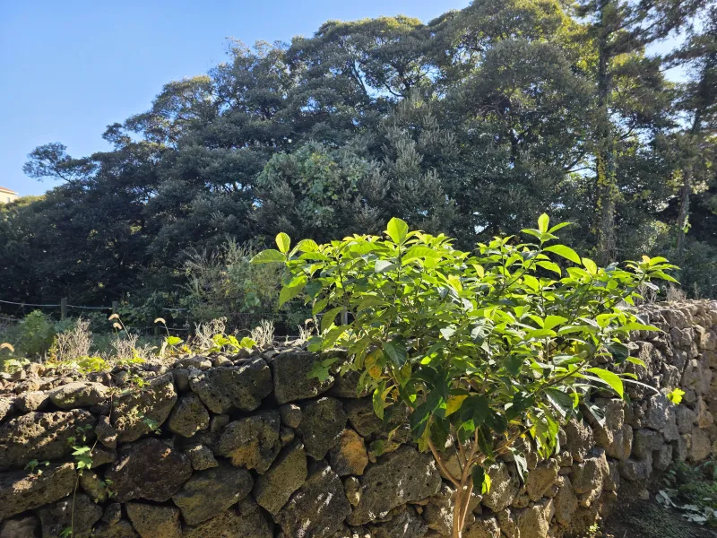 [Aewol, Jeju] Forest House with green trees and rest 14