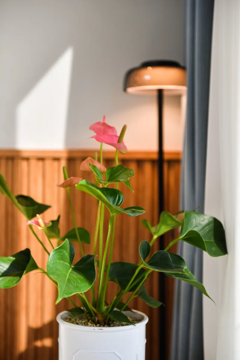 [Beophwan-dong, Seogwipo] 3rd Floor House with Beophwan Ocean View/Beomseom Island View / Three-Room Apartment / Infants and Toddlers Welcome 27