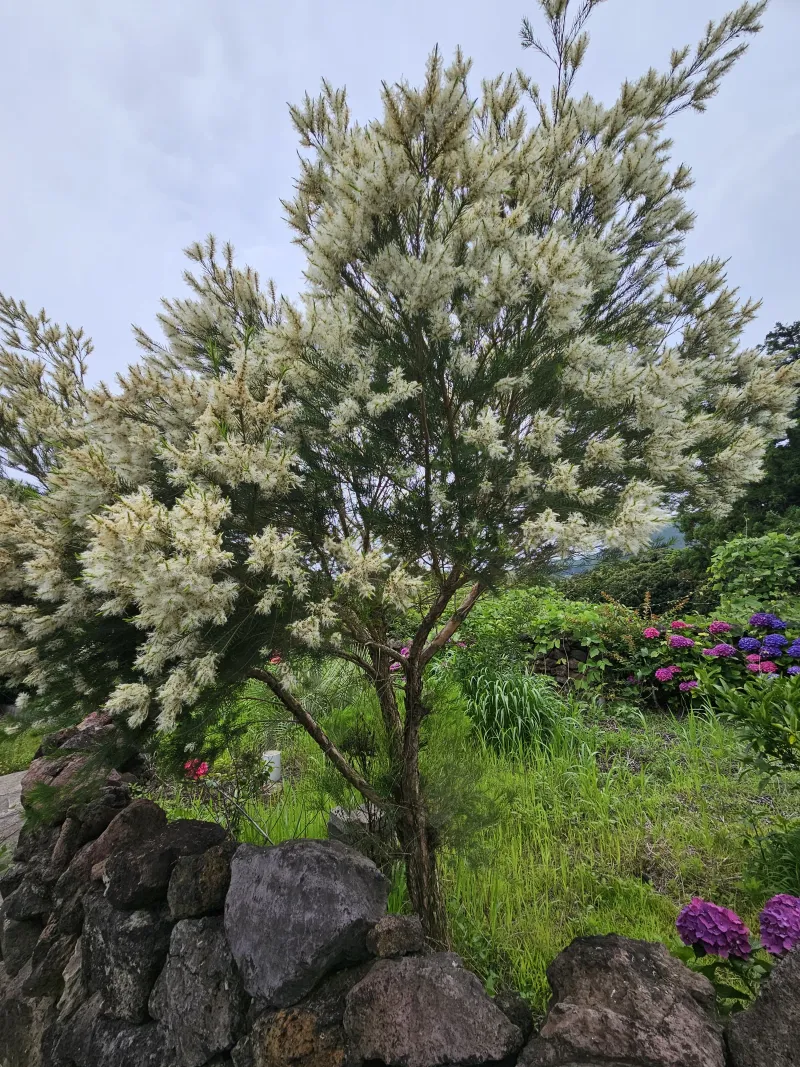 [Pyoseon, Seogwipo] Pyoseonmi Forest, a cozy place in the rural village of Pyoseon with a yard where you can quietly heal. 12