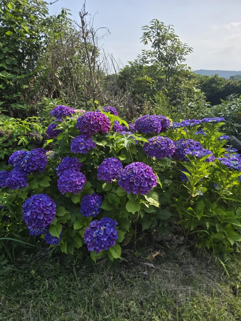 [Pyoseon, Seogwipo] Pyoseonmi Forest, a cozy place in the rural village of Pyoseon with a yard where you can quietly heal. 13