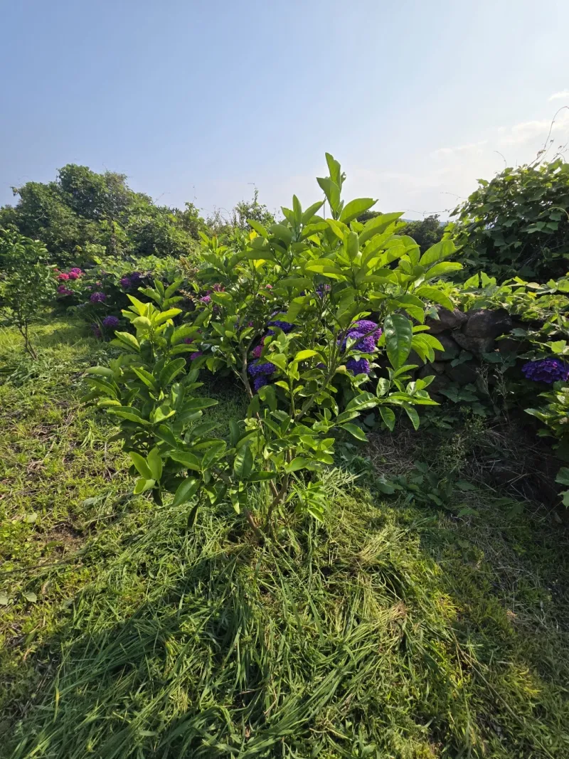 [Pyoseon, Seogwipo] Pyoseonmi Forest, a cozy place in the rural village of Pyoseon with a yard where you can quietly heal. 20