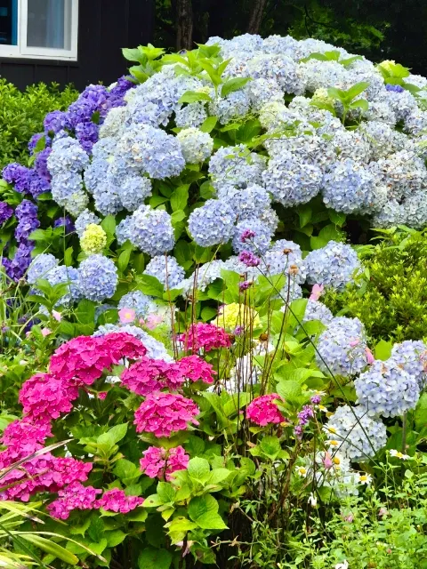 [Namwon, Seogwipo] #Wide lawn #Healing camellia 32