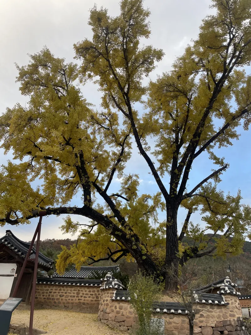 [경북 영양] 서석지 인근 여성전용 고택 숙소 12